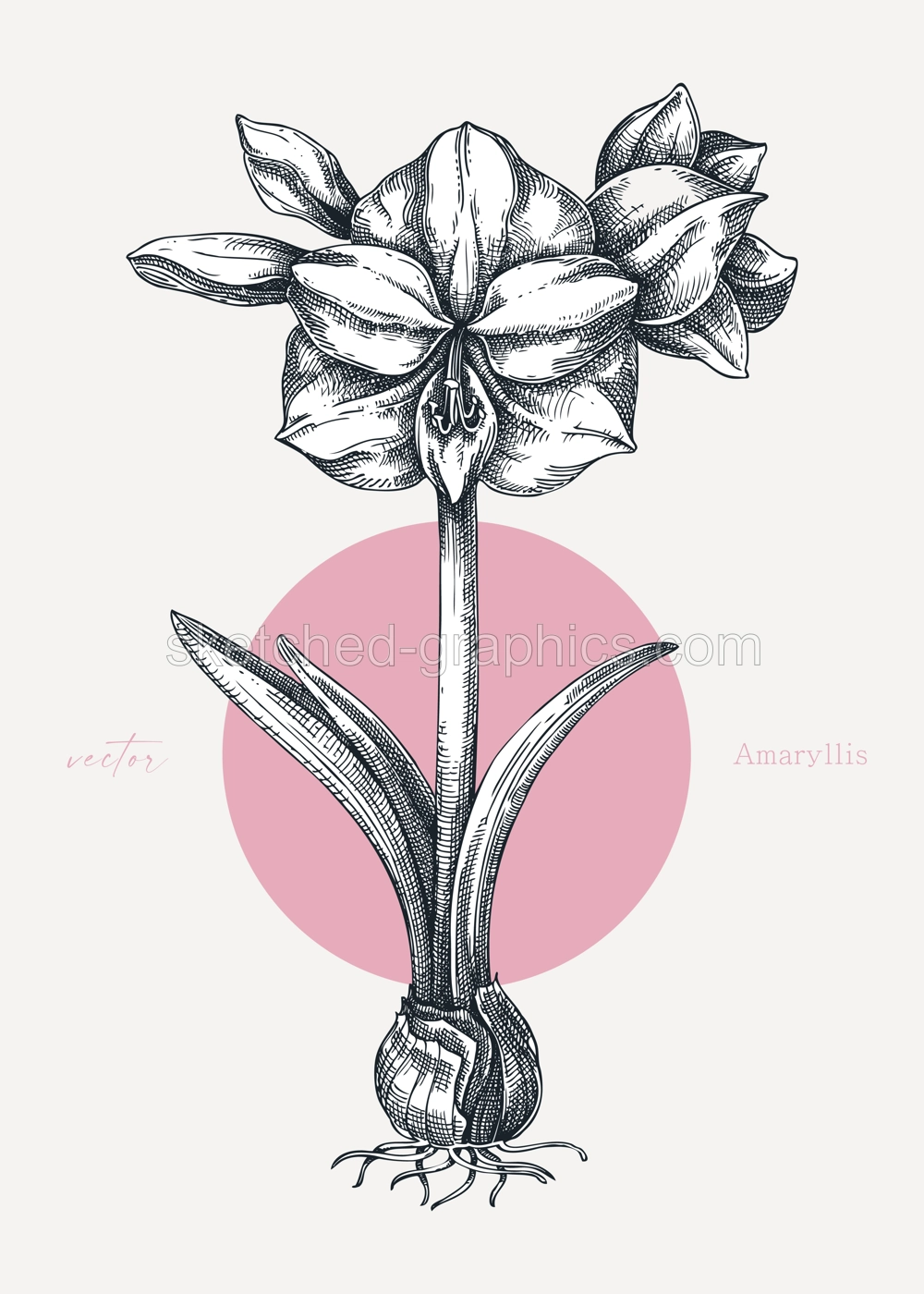 Collage-style Amaryllis poster. Vintage floral drawing. Blooming plant hand-drawn vector illustration. Winter flower sketch. NOT AI generated Illustration